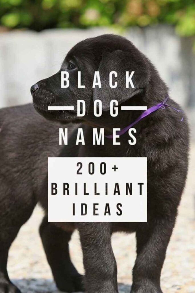 Black Dog Names - 200 plus names for your black dog.