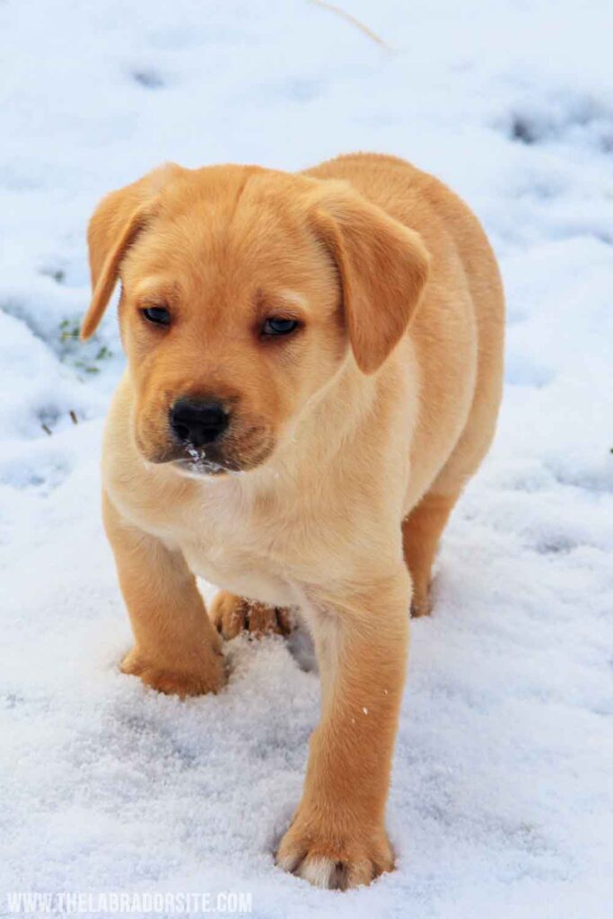 Yellow Labrador puppy in the snow