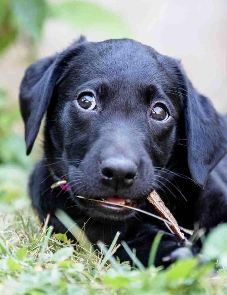 Cute Names for Black Dogs