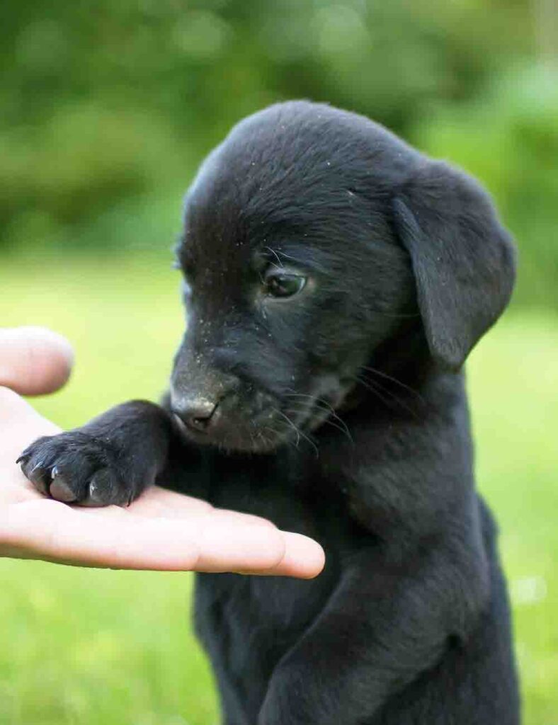 Black Dog Names - These cool names sound rad, but we all see awesome by different degrees.