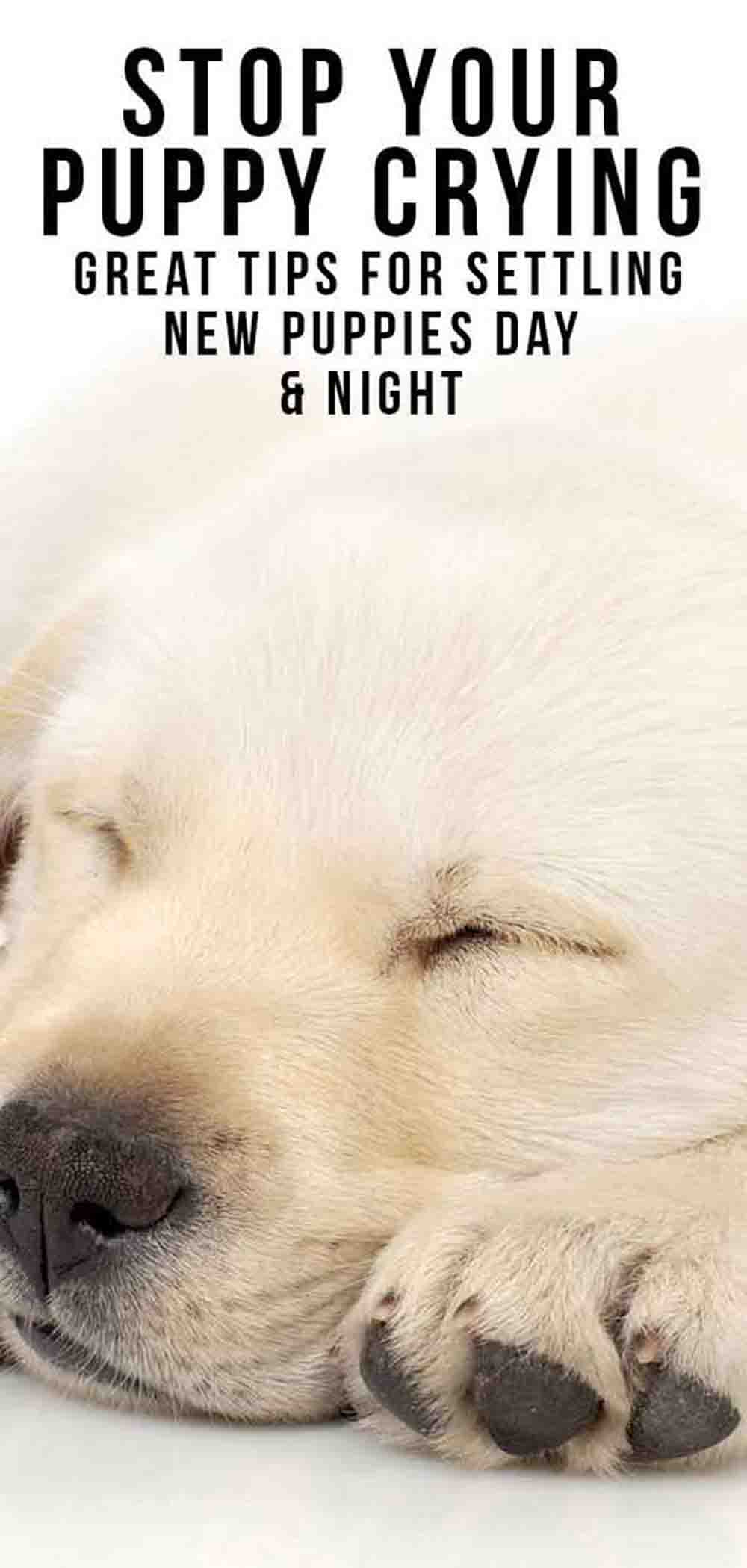 Puppy Crying Tips For Settling New Puppies At Night Or In A Crate