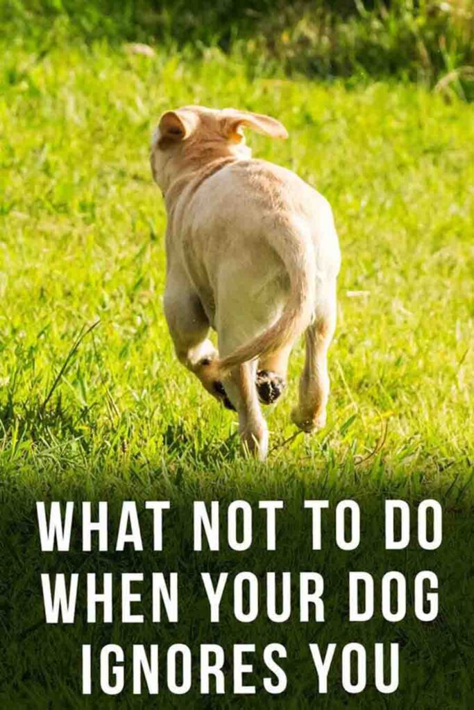 Managing your dog - what not to do when your dog ignores you