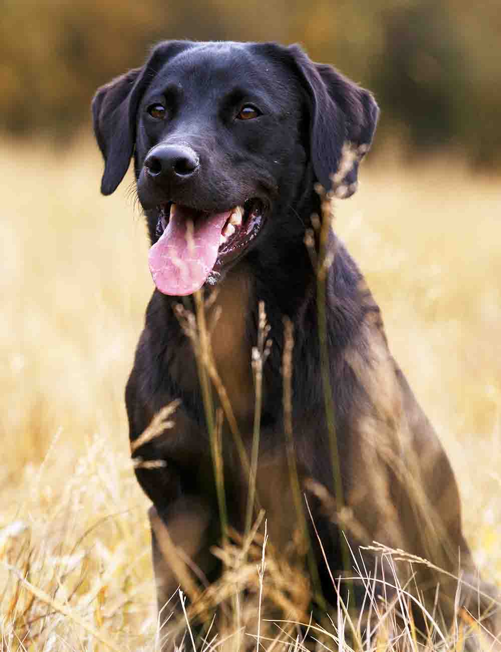 Black Dog Names Over 200 Inspiring Ideas For Naming Your Pup black-dog-names-over-200-inspiring-ideas-for-naming-your-pup
