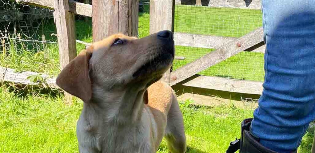 Yellow Labrador Bonnie looking up at Pippa