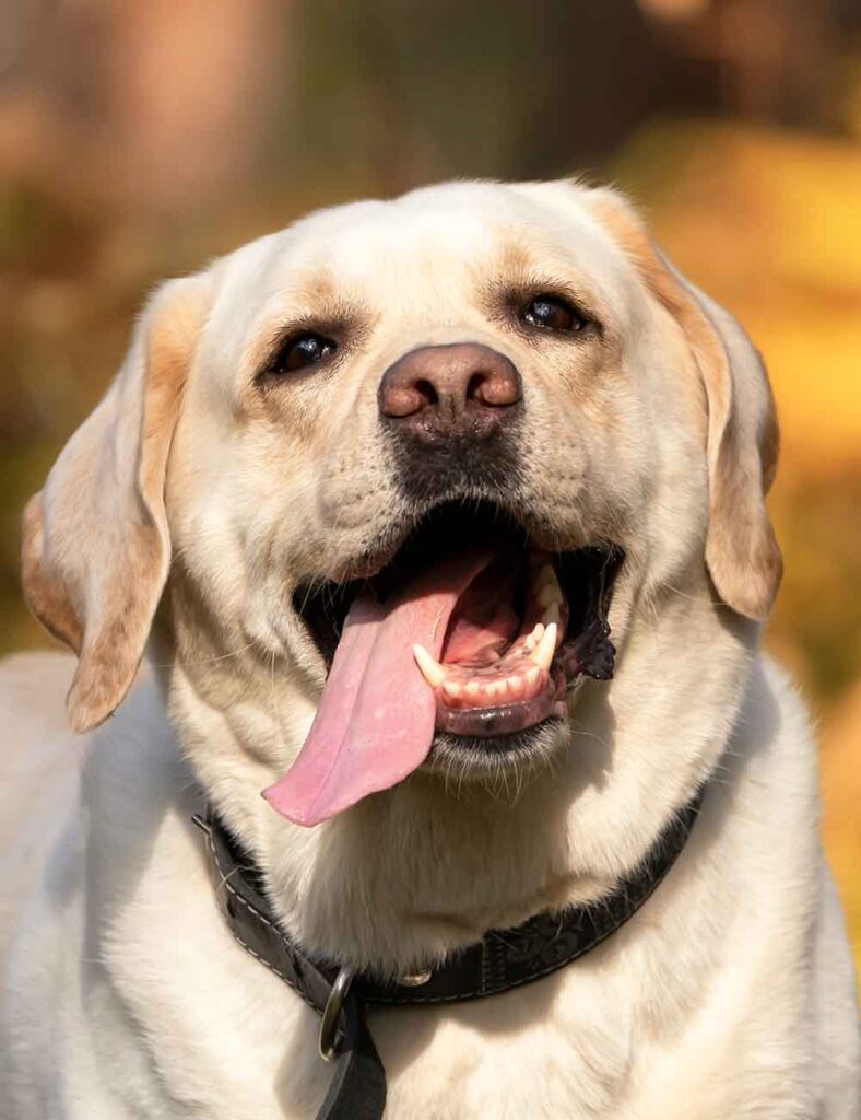a very happy Labrador