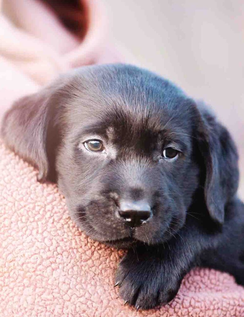 black labrador puppy being cuddled