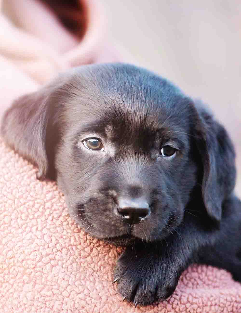 Pure black labrador puppy shop