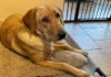 yellow lab lying on a raised dog bed