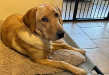 yellow lab lying on a raised dog bed