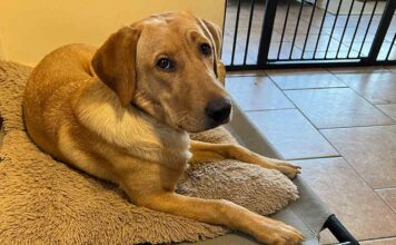 yellow lab lying on a raised dog bed