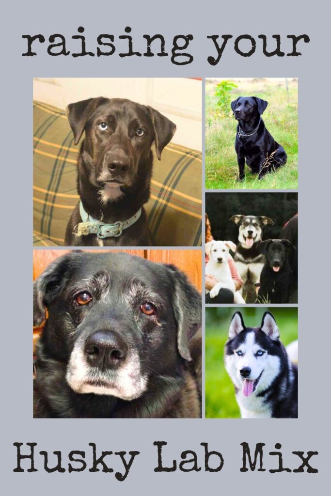 A collage of five photos of Husky Lab Mix dogs