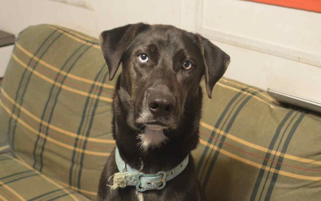 husky lab mix seto