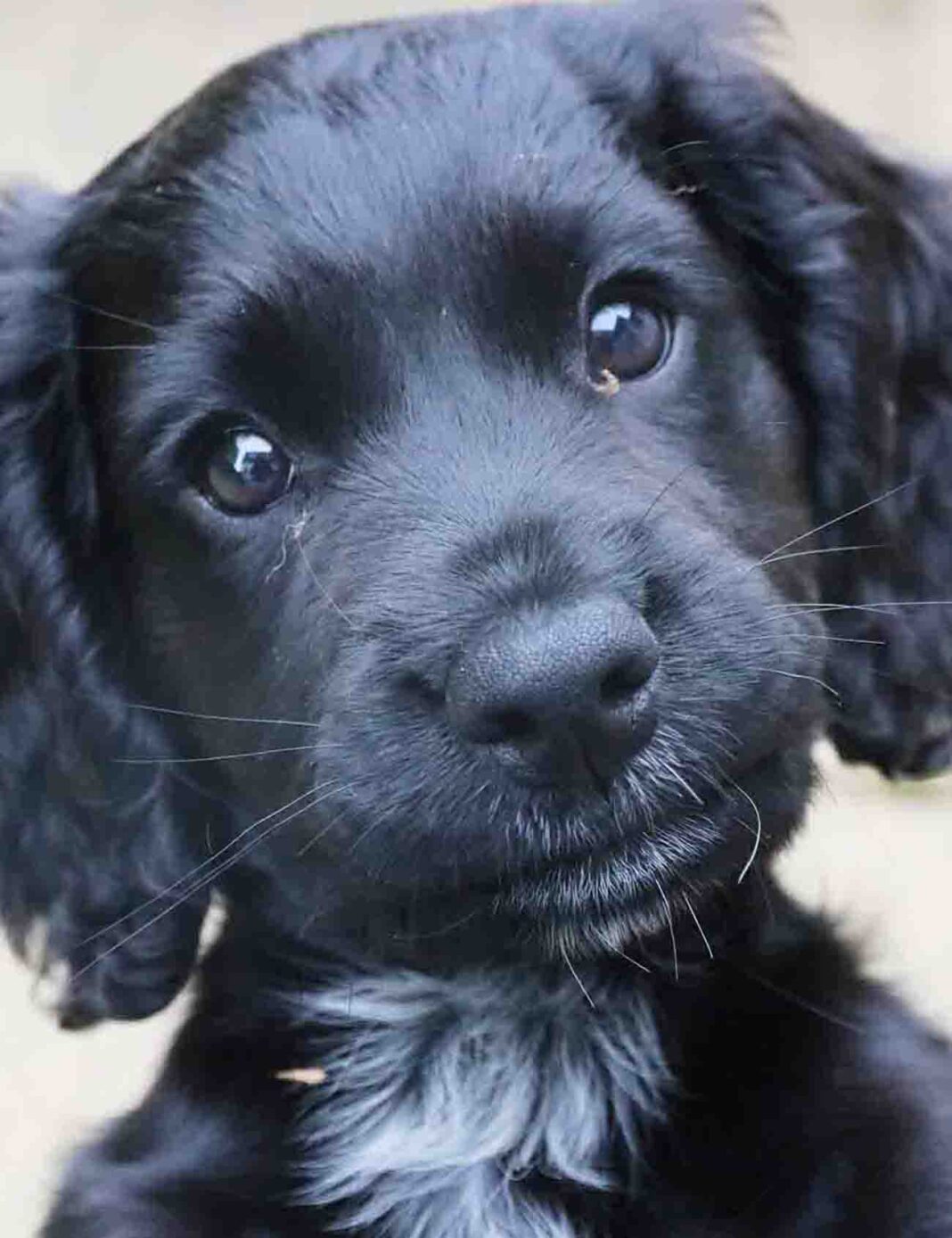 Female Dog Names - The Top Names For Gorgeous Girls