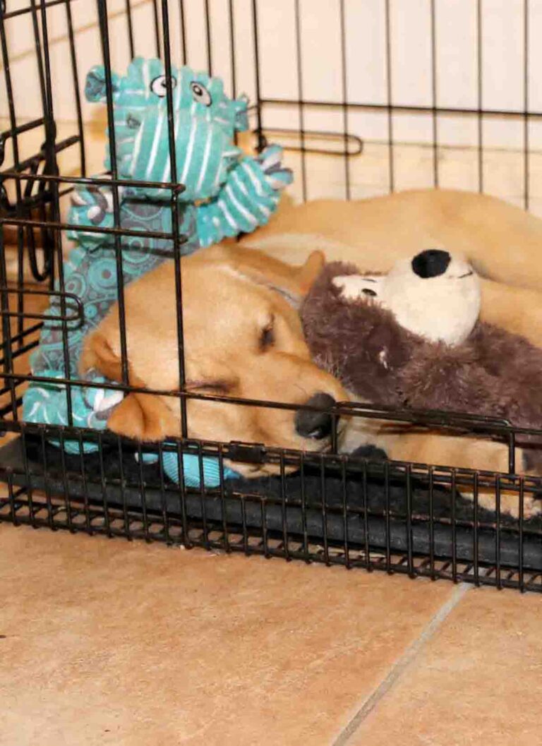 Crate Training Your Labrador Puppy