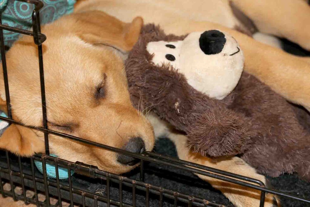 Bonnie sleeping in her crate