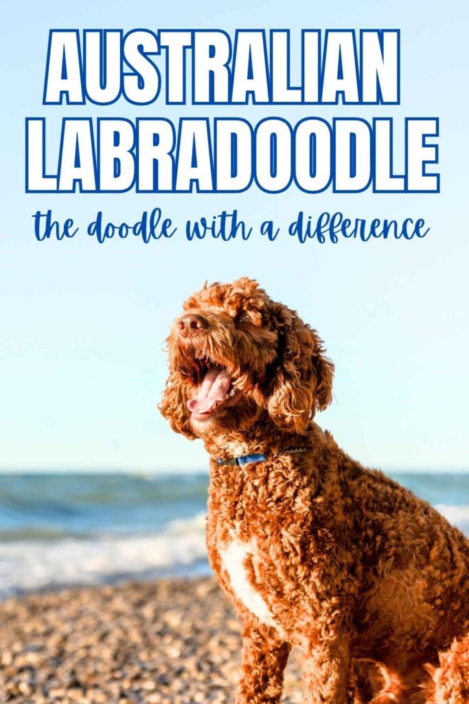 photo of an australian labradoodle on a beach