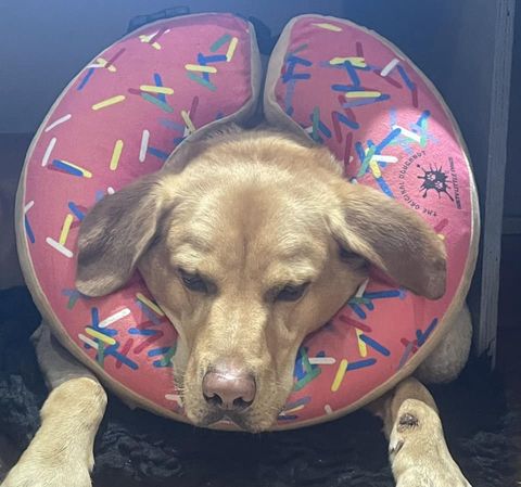 yellow lab wearing a pink padded elizabethan collar or cone