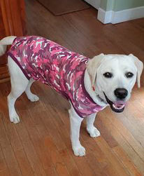 yellow lab in a onesie to protect wound after surgery