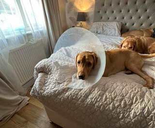 yellow lab on a bed, wearing a large clear plastic cone