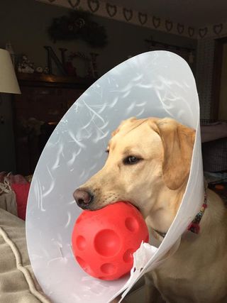 yellow lab wearing a cone, holding a red ball