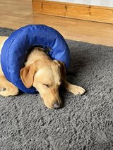 yellow lab wearing a blue padded cone