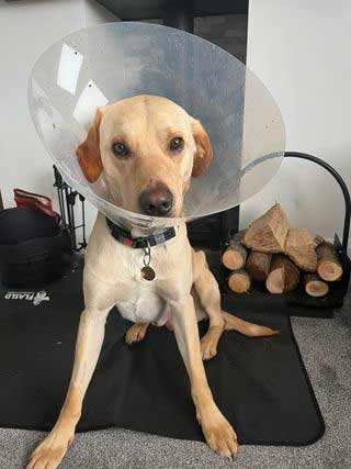 photo of yellow lab in clear plastic cone