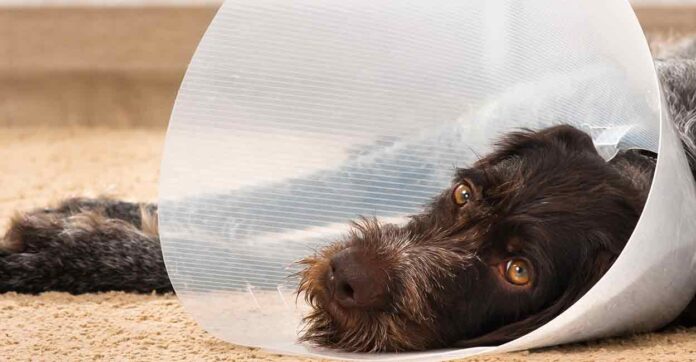 photo of a brown dog wearing a cone and lying down on the floor