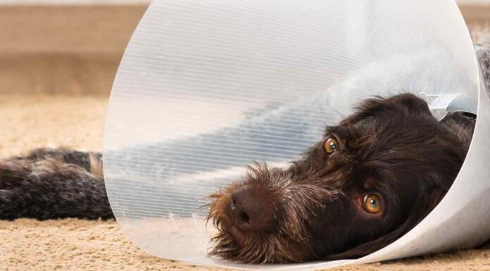 photo of a brown dog wearing a cone and lying down on the floor