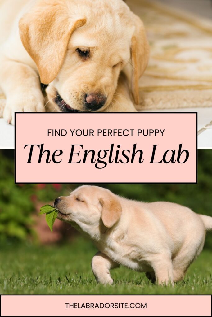 two photos of yellow english labrador puppies with text overlay that reads: find your perfect puppy, the english lab