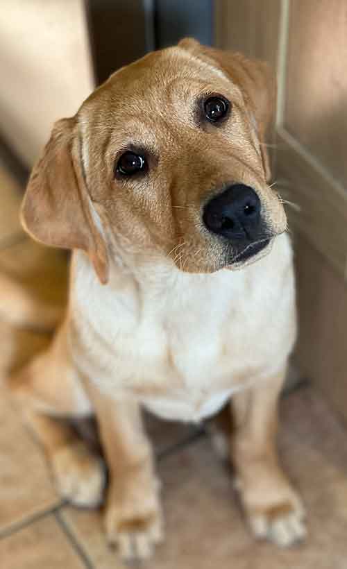 photo of a sweet yellow lab puppy looking into the camera