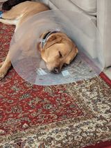 yellow lab wearing a large plastic cone asleep on a colored rug on the floor