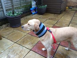 yellow lab wearing a no-bite collar