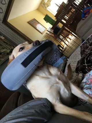 yellow lab chewing their padded cone