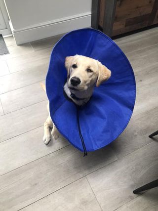 yellow lab wearing a soft blue cone