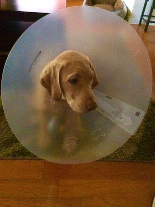 yellow lab puppy wearing a large plastic cone