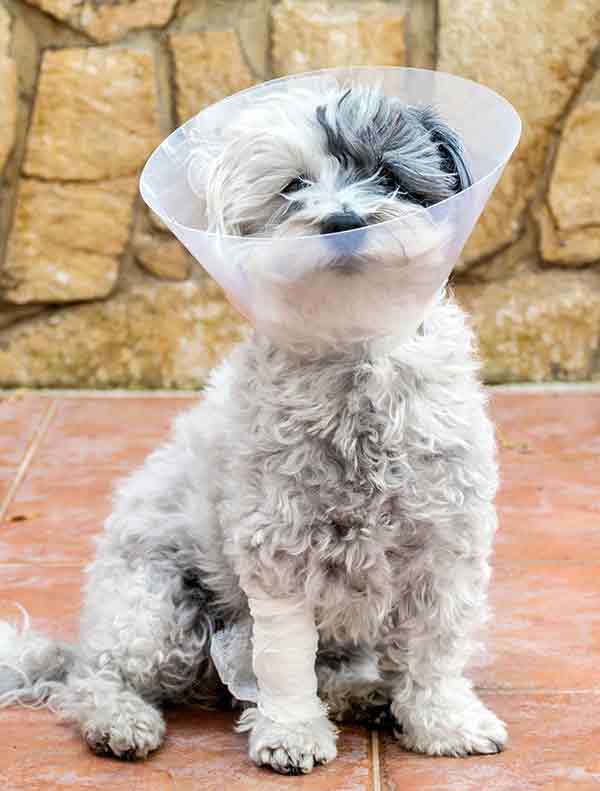 When To Take The Cone Off Your Dog After Neutering