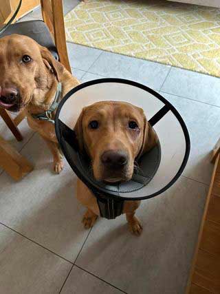yellow lab wearing a smaller plastic cone