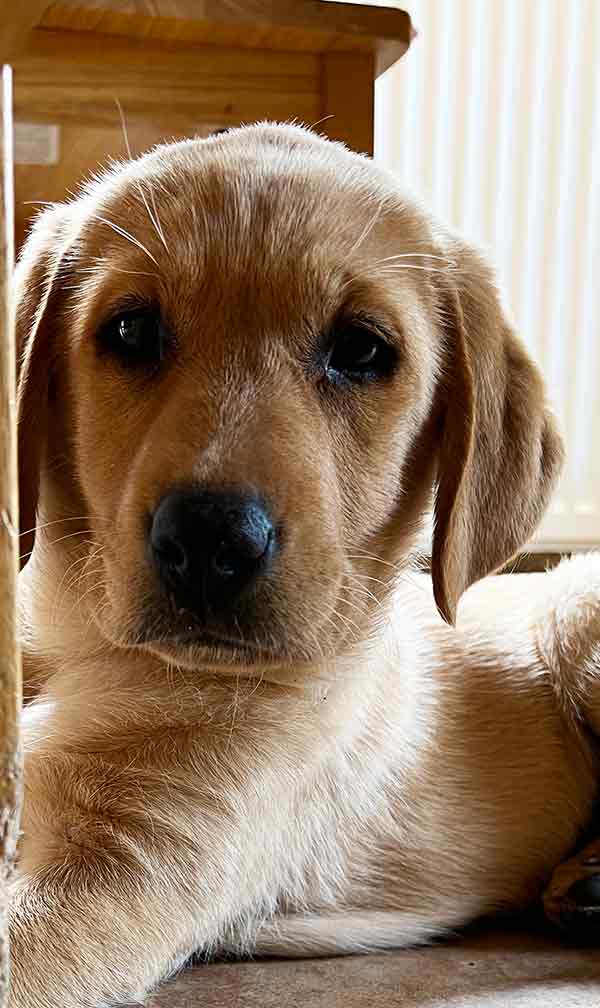 photo of a nine week old yellow labrador puppy lying on the floor in the shade