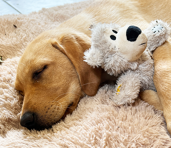photo of a yellow labrador puppy asleep on a rug with her grey teddy bear
