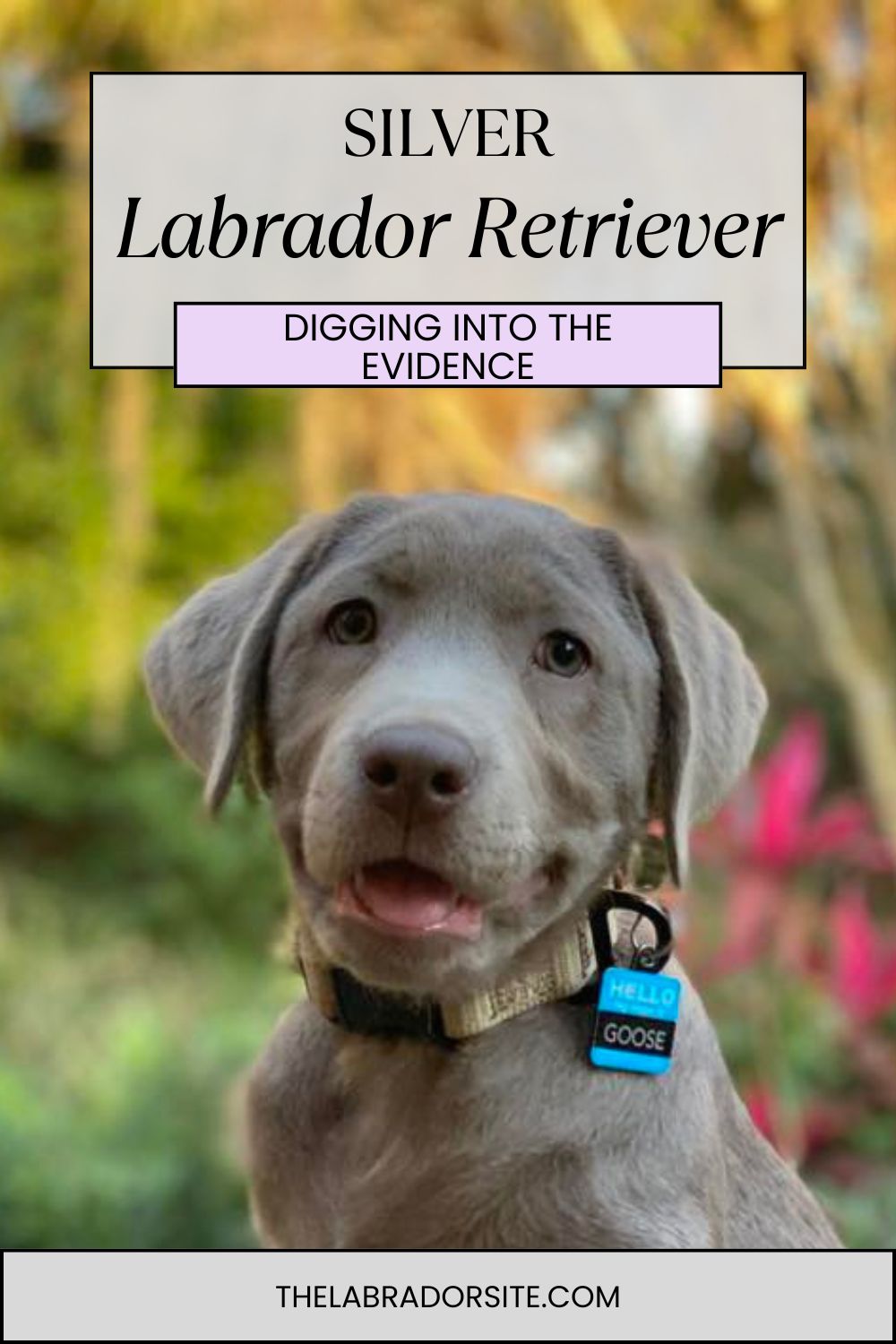 Silver Lab - The Facts About Silver Labrador Retrievers