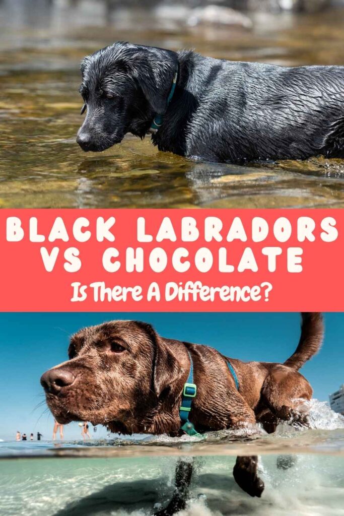 photo of a black lab in water above a photo of a chocolate lab in water