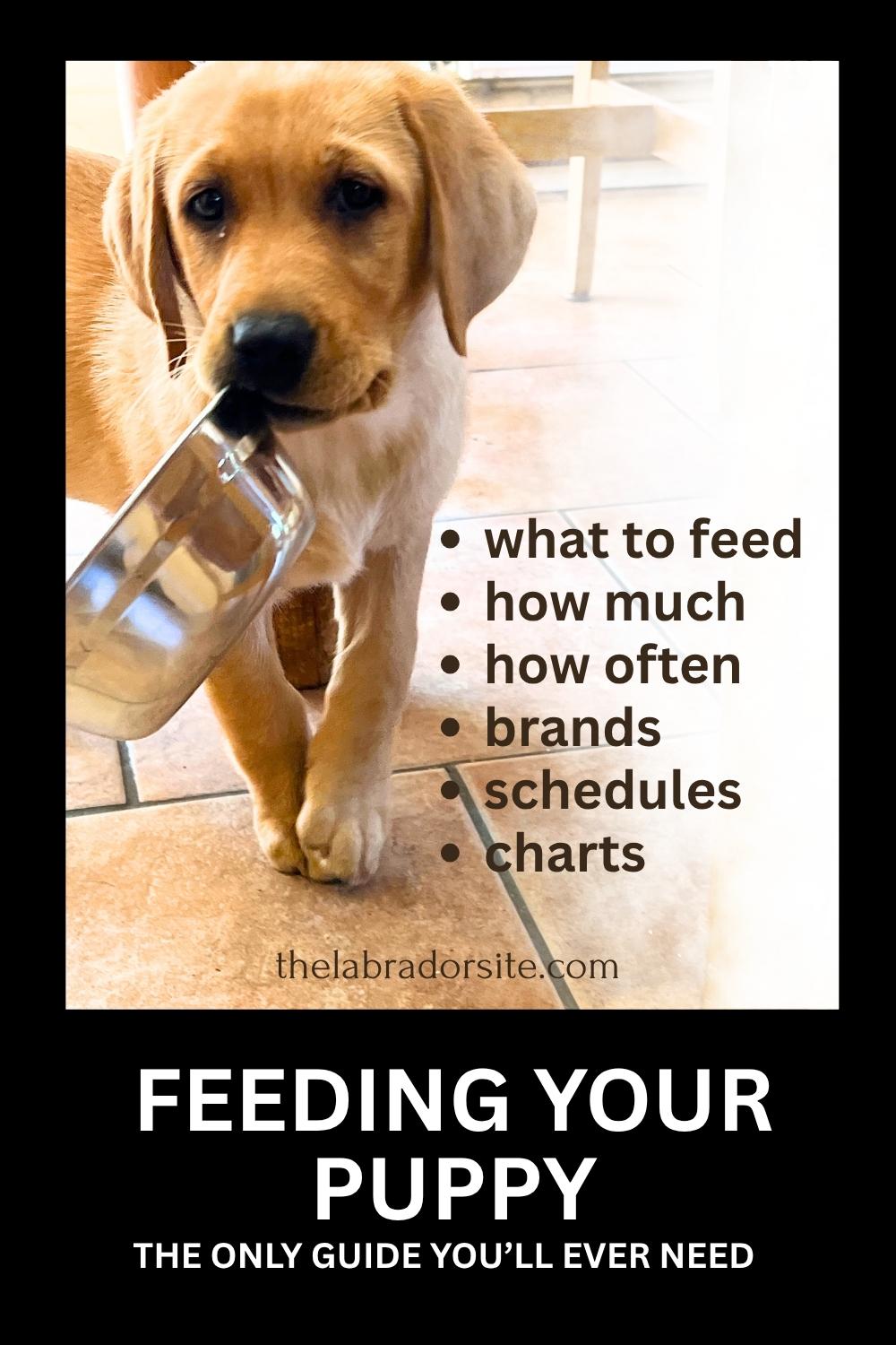Feeding Your Labrador Puppy: How Much, Diet Charts And The Best Food
