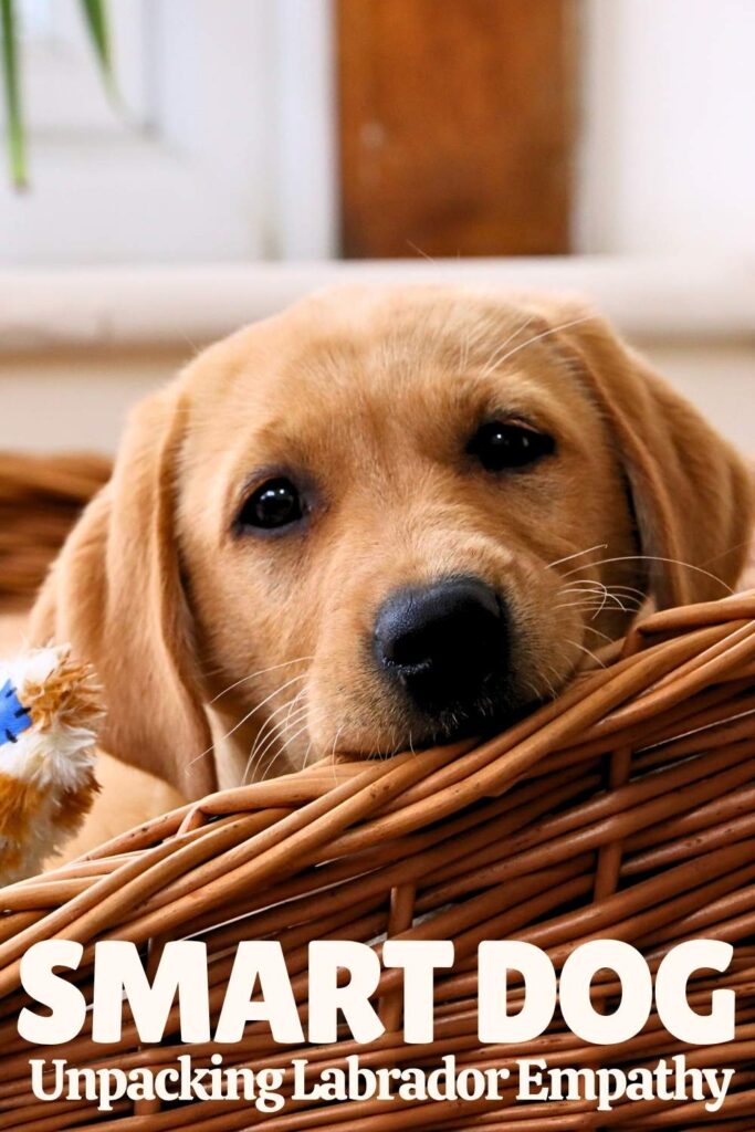 photo of a yellow labrador puppy peeping over the side of a basket with the text overlay that reads: Smart Dog Uncovering labrador empathy