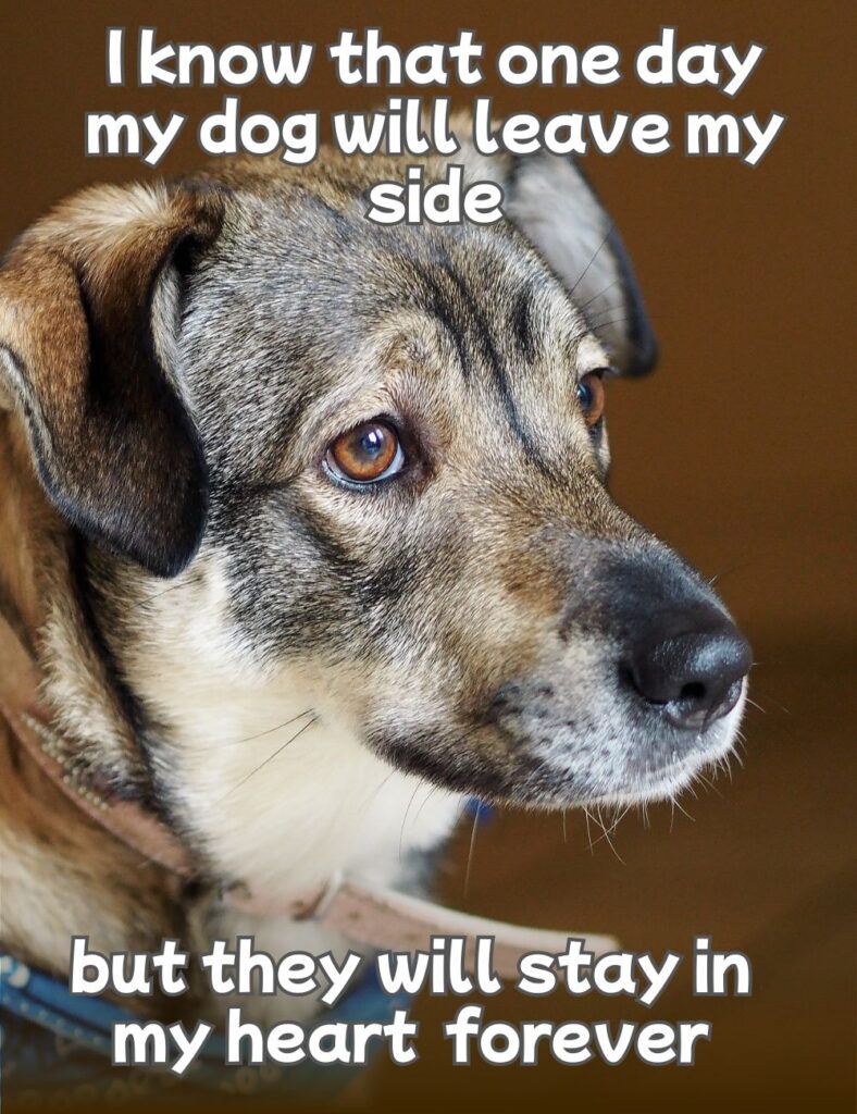 dog leaving meme
