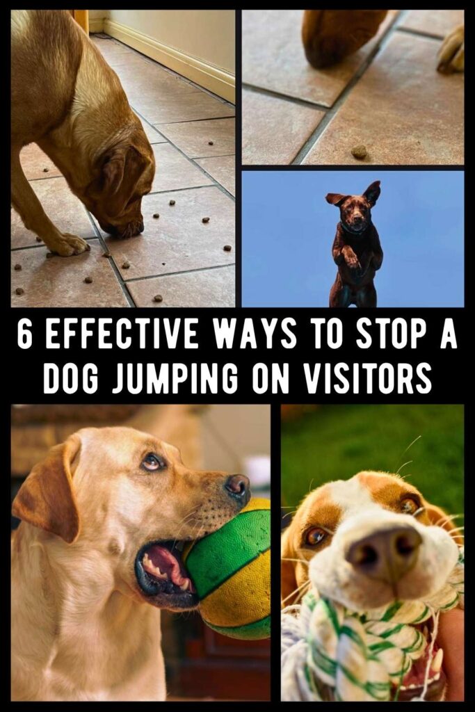 collage of 5 photos of labs and other dogs engaged in different activities designed to stop dogs jumping up