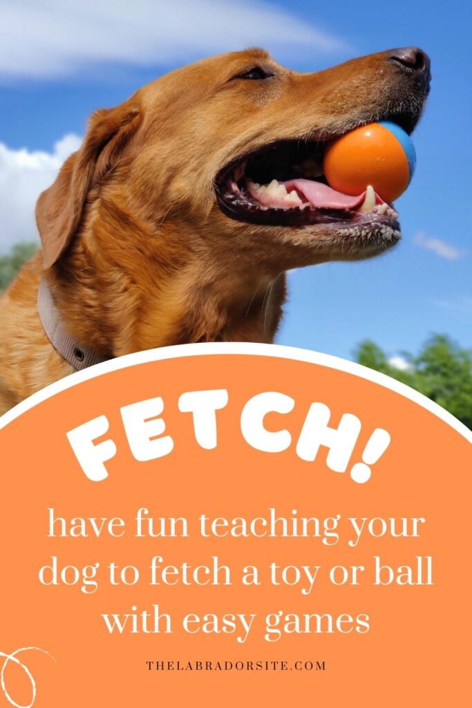 photo of a yellow lab against a blue sky with a ball in its mouth