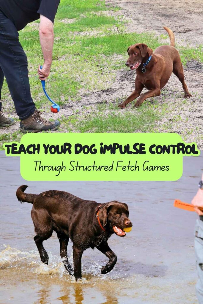 photos of labradors playing fetch