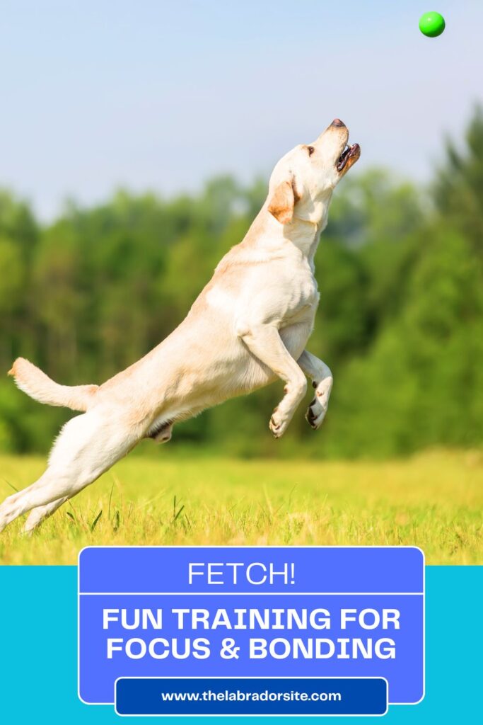 photo of a labrador leaping into the air to catch a ball