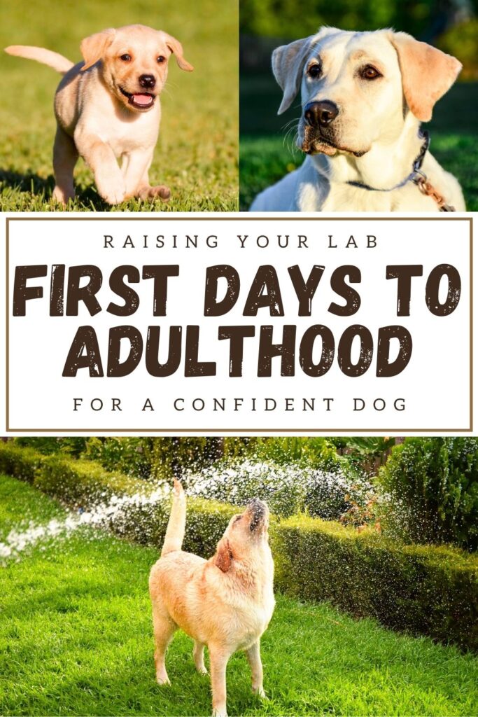 collage of three photos of  yellow Lab puppies with text overlay that reads: raising your lab first days to adulthood