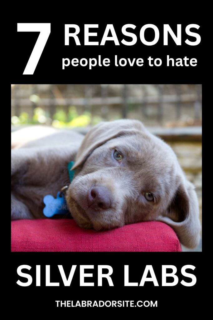 photo of a silver lab puppy lying on a red pillow. With text that reads: 7 reasons people love to hate silver labs